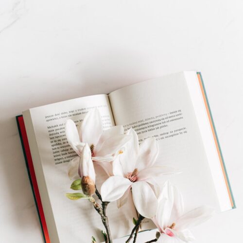 opened book with twig of magnolia